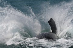 Southern right whale breaching Royalty Free Stock Image