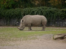 Southern White Rhinoceros / Ceratotherium simum simum grazing on grass. stock photos Southern White Rhinoceros / Ceratotherium simum simum grazing on grass. stock photos