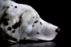sova för hund royaltyfri foto sova för hund royaltyfri foto