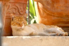Sova katt royaltyfri bild Sova katt royaltyfri bild