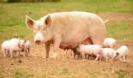 Sow with feeding piglets
