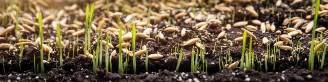 Sowing And Planting Seeds And Germ Buds On Soil Sowing And Planting Seeds And Germ Buds On Soil