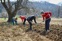 Sowing potatoes Stock Photo Sowing potatoes Stock Photo