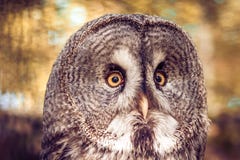sowy na bali portret zoo zdjęcie stock sowy na bali portret zoo zdjęcie stock