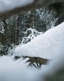 Spadać drzewo pod śniegiem obrazy stock Spadać drzewo pod śniegiem obrazy stock