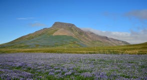 Spakonufell, a mountain near the small town Skagaströnd in Iceland. A field of lupins in the front. Peninsula Skagi. royalty free stock image Spakonufell, a mountain near the small town Skagaströnd in Iceland. A field of lupins in the front. Peninsula Skagi. royalty free stock image