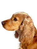 Spaniel de Cocker inglês fotografia de stock Spaniel de Cocker inglês fotografia de stock