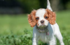 Spaniel Puppy Face Stock Image
