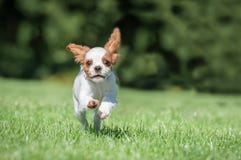 Spaniel Puppy Running Stock Photography