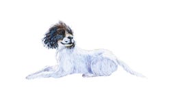 Spanielhond die op een Witte Achtergrond wordt geïsoleerd De illustratie van de waterverf royalty-vrije illustratie Spanielhond die op een Witte Achtergrond wordt geïsoleerd De illustratie van de waterverf royalty-vrije illustratie