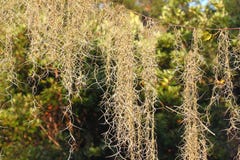 Spanish Moss (Tillandsia usneoides) royalty free stock photography Spanish Moss (Tillandsia usneoides) royalty free stock photography