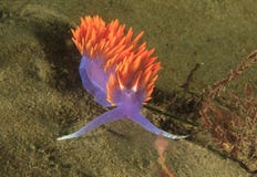 Spansk sjalnudibranch, santa catalina ö, Los Angeles fotografering för bildbyråer Spansk sjalnudibranch, santa catalina ö, Los Angeles fotografering för bildbyråer