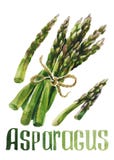 Spargel Handzeichnungsaquarell auf weißem Hintergrund mit Titel stock abbildung Spargel Handzeichnungsaquarell auf weißem Hintergrund mit Titel stock abbildung