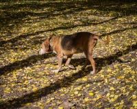 Sparky старая собака горы идя на желтые листья стоковое фото Sparky старая собака горы идя на желтые листья стоковое фото