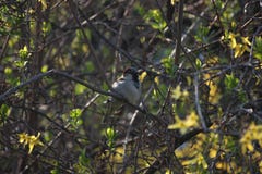 Sparrow on a branch in Bush. Yang leaves on the branches. Sunny bird. royalty free stock images Sparrow on a branch in Bush. Yang leaves on the branches. Sunny bird. royalty free stock images
