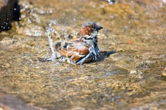 Sparrow In Water Royalty Free Stock Photography