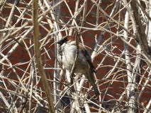 Sparrow sitting on a branch royalty free stock images Sparrow sitting on a branch royalty free stock images