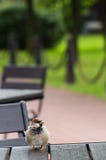 Sparven sitter på den tomma tabellen i ett gatakafé royaltyfri bild Sparven sitter på den tomma tabellen i ett gatakafé royaltyfri bild