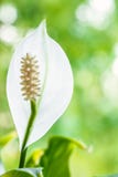 Spathiphyllum στοκ φωτογραφία με δικαίωμα ελεύθερης χρήσης Spathiphyllum στοκ φωτογραφία με δικαίωμα ελεύθερης χρήσης