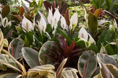 Spathiphyllum Flowers Behind Fig Tree Leaves Stock Image Spathiphyllum Flowers Behind Fig Tree Leaves Stock Image