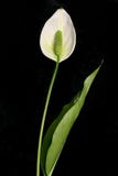 Spathiphyllum (lírio de paz) Spathiphyllum (lírio de paz)
