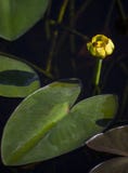 Spatterdock Cow Lily - Bee Visitor Stock Photos Spatterdock Cow Lily - Bee Visitor Stock Photos