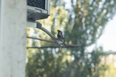 Spatz trinkt Wasser von einem Klimaanlagenrohr Stadtleben von Vögeln Sehr heißer und stickiger Tag Kondensat von der Einheit im F lizenzfreie stockfotos Spatz trinkt Wasser von einem Klimaanlagenrohr Stadtleben von Vögeln Sehr heißer und stickiger Tag Kondensat von der Einheit im F lizenzfreie stockfotos