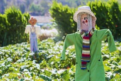 Spaventapasseri nel campo aperto immagine stock libera da diritti Spaventapasseri nel campo aperto immagine stock libera da diritti