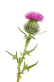 Spear Thistle Isolated Stock Photos