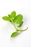 Spearmint fotos de stock royalty free Spearmint fotos de stock royalty free