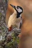 Specht op de boomstam van een perenboom die wordt neergestreken royalty-vrije stock fotografie Specht op de boomstam van een perenboom die wordt neergestreken royalty-vrije stock fotografie
