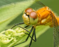Species van meadowhawklibel - extreme die close-up van gezicht en ogen - in Theodore Wirth Park in Minneapolis wordt genomen royalty-vrije stock foto's Species van meadowhawklibel - extreme die close-up van gezicht en ogen - in Theodore Wirth Park in Minneapolis wordt genomen royalty-vrije stock foto's