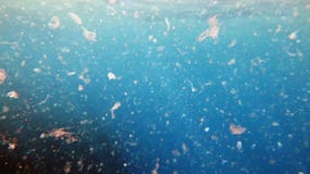 Specificerat fotografi av havsvatten som förorenas av mikroplast- arkivbilder Specificerat fotografi av havsvatten som förorenas av mikroplast- arkivbilder