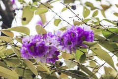 Speciosa roxo bonito do Lagerstroemia da flor imagens de stock Speciosa roxo bonito do Lagerstroemia da flor imagens de stock