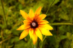 Speciosa Rudbeckia ή κίτρινο λουλούδι ως άποψη φ υποβάθρου φύσης στοκ φωτογραφίες Speciosa Rudbeckia ή κίτρινο λουλούδι ως άποψη φ υποβάθρου φύσης στοκ φωτογραφίες