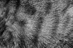 Speckled Fur Background Stock Image