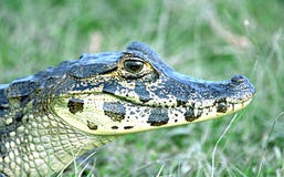 spectacled caiman Arkivfoton spectacled caiman Arkivfoton