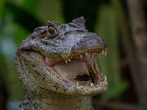 Spectacled Caiman - Caiman Crocodilia obraz royalty free Spectacled Caiman - Caiman Crocodilia obraz royalty free