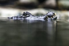 Spectacled caiman на пруде стоковое фото rf Spectacled caiman на пруде стоковое фото rf