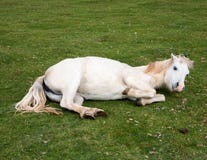 Speels Paard stock afbeeldingen Speels Paard stock afbeeldingen