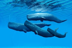 Sperm Whale Family