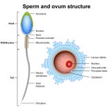 Sperma en ovumanatomie vectordieillustratie op witte achtergrond wordt geïsoleerd vector illustratie Sperma en ovumanatomie vectordieillustratie op witte achtergrond wordt geïsoleerd vector illustratie