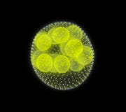 Spherical colony of freshwater green algae Volvox