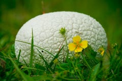 Spherical Mushroom Royalty Free Stock Photography Spherical Mushroom Royalty Free Stock Photography