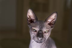 Sphinx A L Interieur Un Chat Triste Il Pleure Avec Une Larme A Son Foyer Selectif De Chat Avec Un Oeil De Chat Nu Chauve Chauve De Photo Stock Image Du Isolement