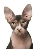 Sphynx cat, 7 months old, in front of white Stock Image Sphynx cat, 7 months old, in front of white Stock Image