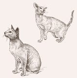 Sketches Cat Royalty Free Stock Photography - Image: 30519407