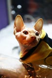 Sphynx kota zakończenie w górę portreta zdjęcie royalty free Sphynx kota zakończenie w górę portreta zdjęcie royalty free
