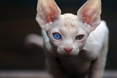 Sphynx looking at the camera stock photography Sphynx looking at the camera stock photography