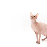 Sphynxkatje op wit wordt geïsoleerd dat stock foto's Sphynxkatje op wit wordt geïsoleerd dat stock foto's